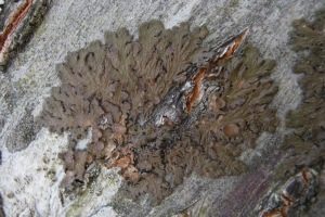 Raue Braunblattflechte, Foto 1