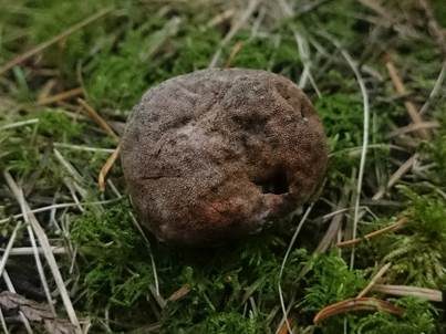 Raulicher Hirschtrüffel ....Vitalpilz, Foto 2