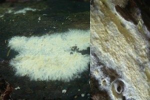 Rausporiges Filzgewebe, Foto 1