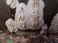 Reibeisen Rindenpilz, Foto 6