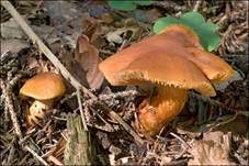 Rhabarberfüßiger Raukopf, Foto 8