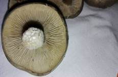 Rillstieliger Weichritterling, Foto 31
