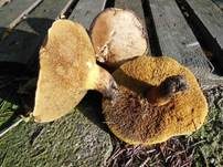 Ringloser Butterpilz, Foto 16