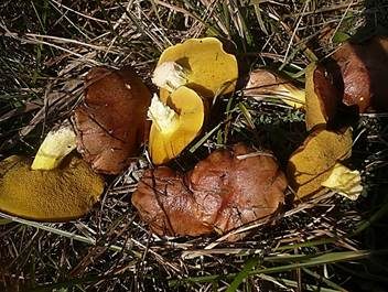 Ringloser Butterpilz, Foto 5