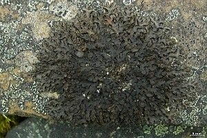 Rinnige Melanelie, Foto 1
