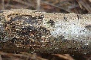 Robinien-Kugelpustelpilz, Foto 1