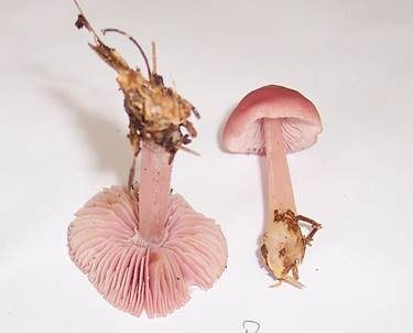 Rosa Rettichhelmling, Foto 6