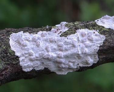 Rosagetönte Wachskruste, Foto 2