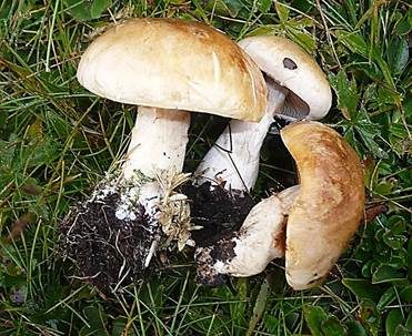 Rostbrauner Dickfuß, Foto 3