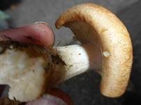 Rostbrauner Dickfuß, Foto 11