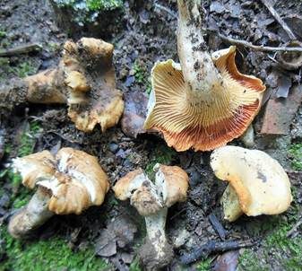 Rostfleckiger Pfifferling, Foto 2
