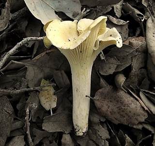 Rostfleckiger Pfifferling, Foto 3