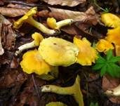 Rostfleckiger Pfifferling, Foto 9
