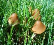 Roststieliges Samthäubchen, Foto 10