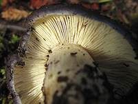 Blauer Rötling, Foto 6