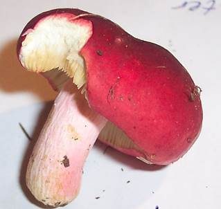 Roter Heringstäubling, Foto 4