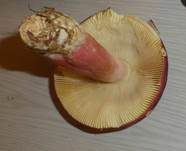 Roter Heringstäubling, Foto 24
