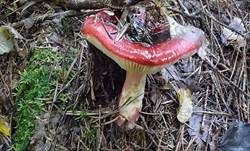 Roter Heringstäubling, Foto 9