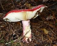 Roter Heringstäubling, Foto 11