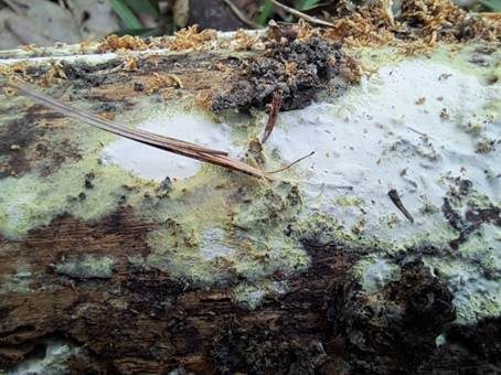 Rotgelber Amyloidsporenrindenpilz, Foto 2