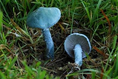 Blauer Träuschling, Foto 4