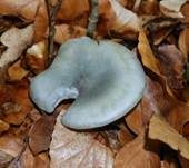 Blauer Träuschling, Foto 9