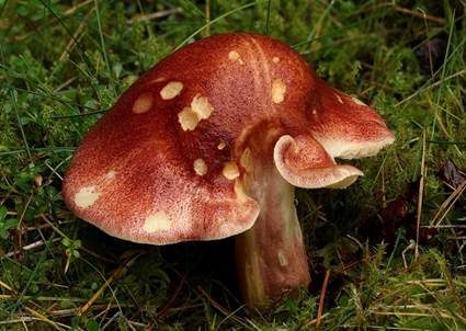 Rötlicher Holzritterling, Foto 5