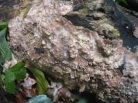 Rötlichgefleckter Kammpilz, Foto 5