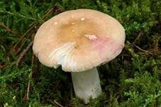 Rotstieliger Reiftäubling, Foto 6