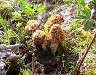 Rundmorchel, Foto 4