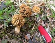 Rundmorchel, Foto 5