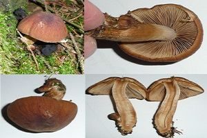 Runzeliger Faserling, Foto 1