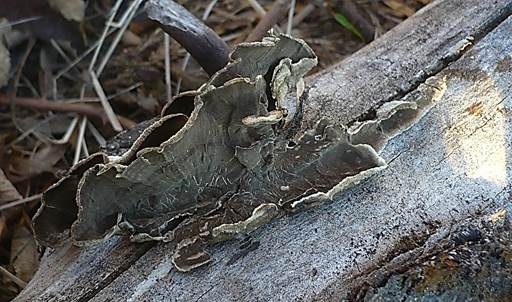Rußbrauner Schichtpilz, Foto 3