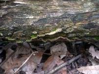 Rußbrauner Schichtpilz, Foto 9