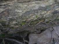 Rußbrauner Schichtpilz, Foto 10