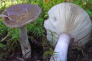 Rußgrauer Täubling, Foto 1