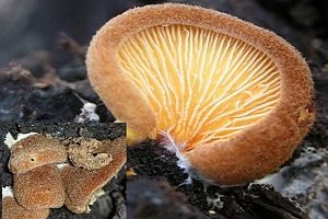 Safranblättriges Krüppelfüßchen, Foto 1