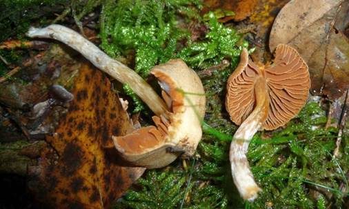 Safranstieliger Wasserkopf, Foto 5