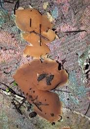 Sandsteinbecherling, Foto 6