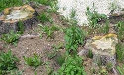 Schleimfluss, Foto 10