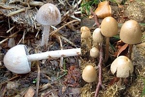 Schmieriger Düngerling, Foto 1