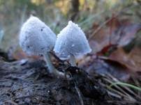 Schneeweißer Dungtintling, Foto 11