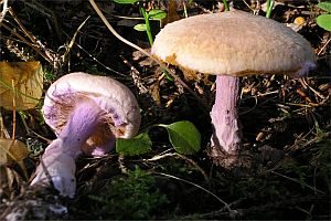 Schönstieliger Gürtelfuß, Foto 1