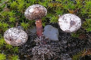 Schuppiger Stielbovist, Foto 1