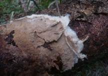 Schwammiges Filzgewebe, Foto 6