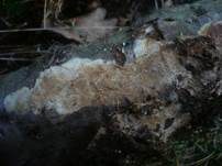 Schwammiges Filzgewebe, Foto 11