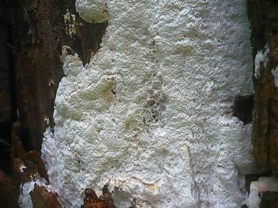 Alpentramete, Foto 5