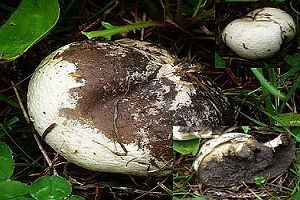 Schwärzender Bovist, Foto 1