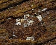 Schwarzes Spinnwebbecherchen, Foto 12