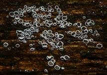 Schwarzes Spinnwebbecherchen, Foto 21